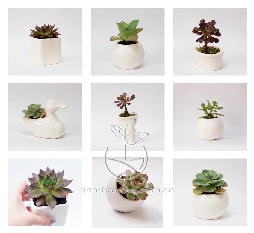 Macetas de cerámica para plantas suculentas Mini macetas de flores Col 