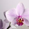 orquídea phalaenopsis rosada
