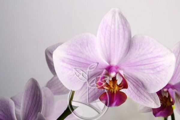 orquídea phalaenopsis rosada