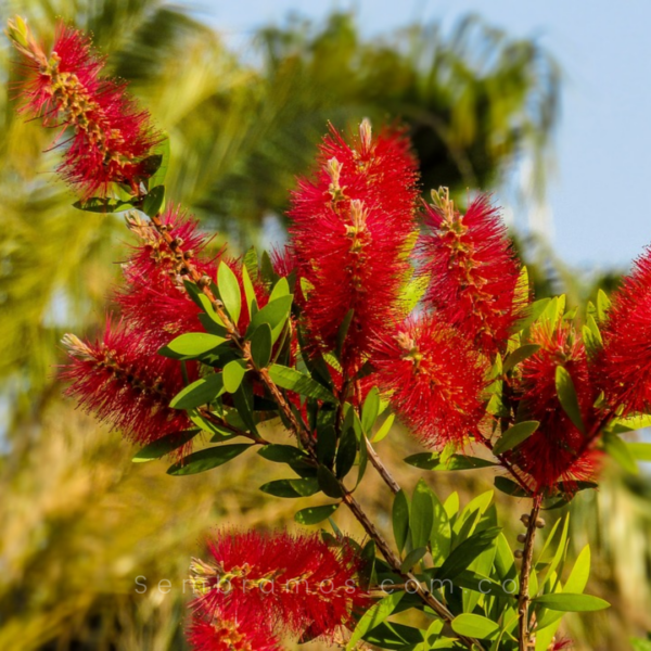 Árbol Calistemo Rojo