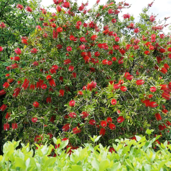 Árbol Calistemo Rojo