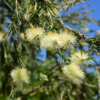 Árbol Calistemo Blanco