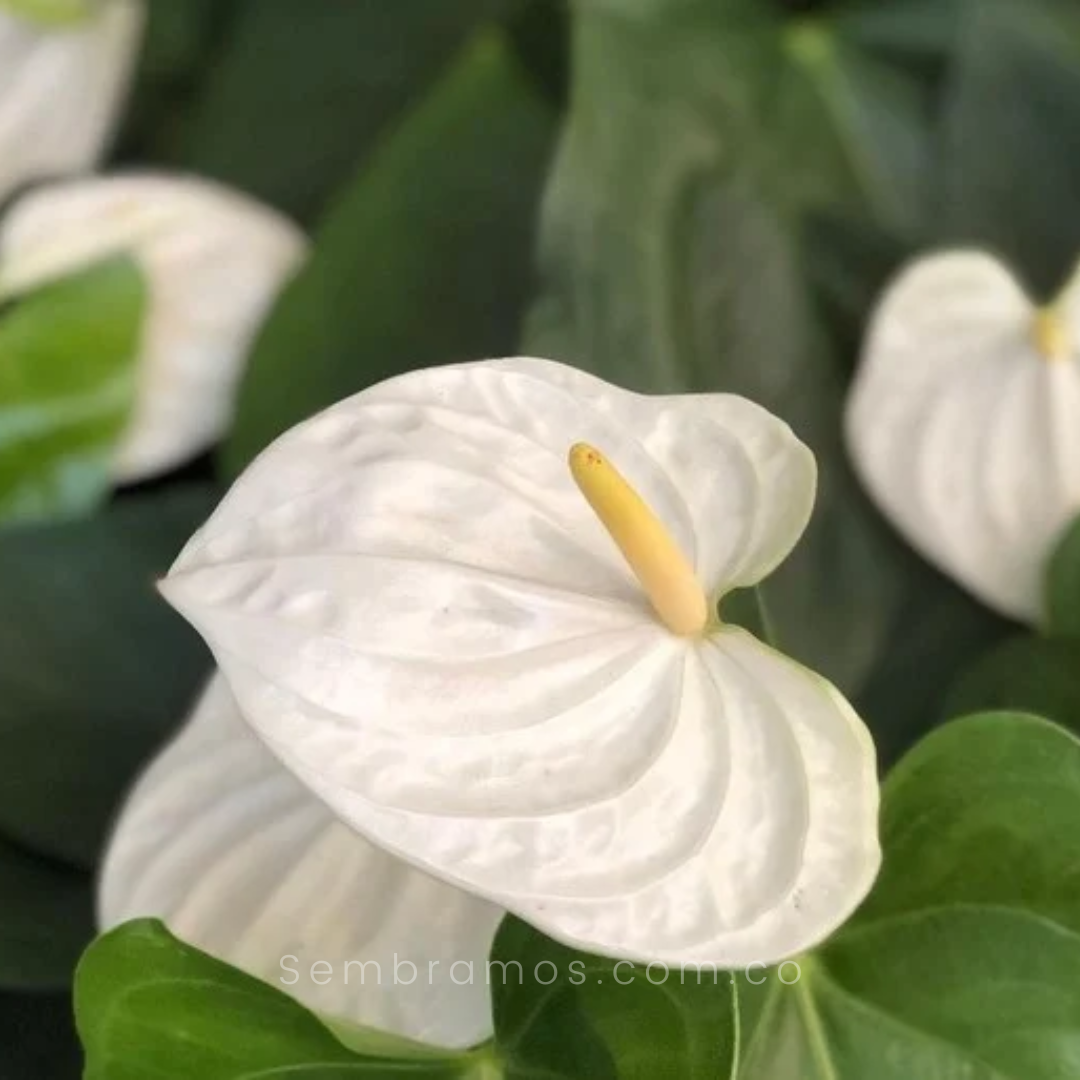planta anturio blanco