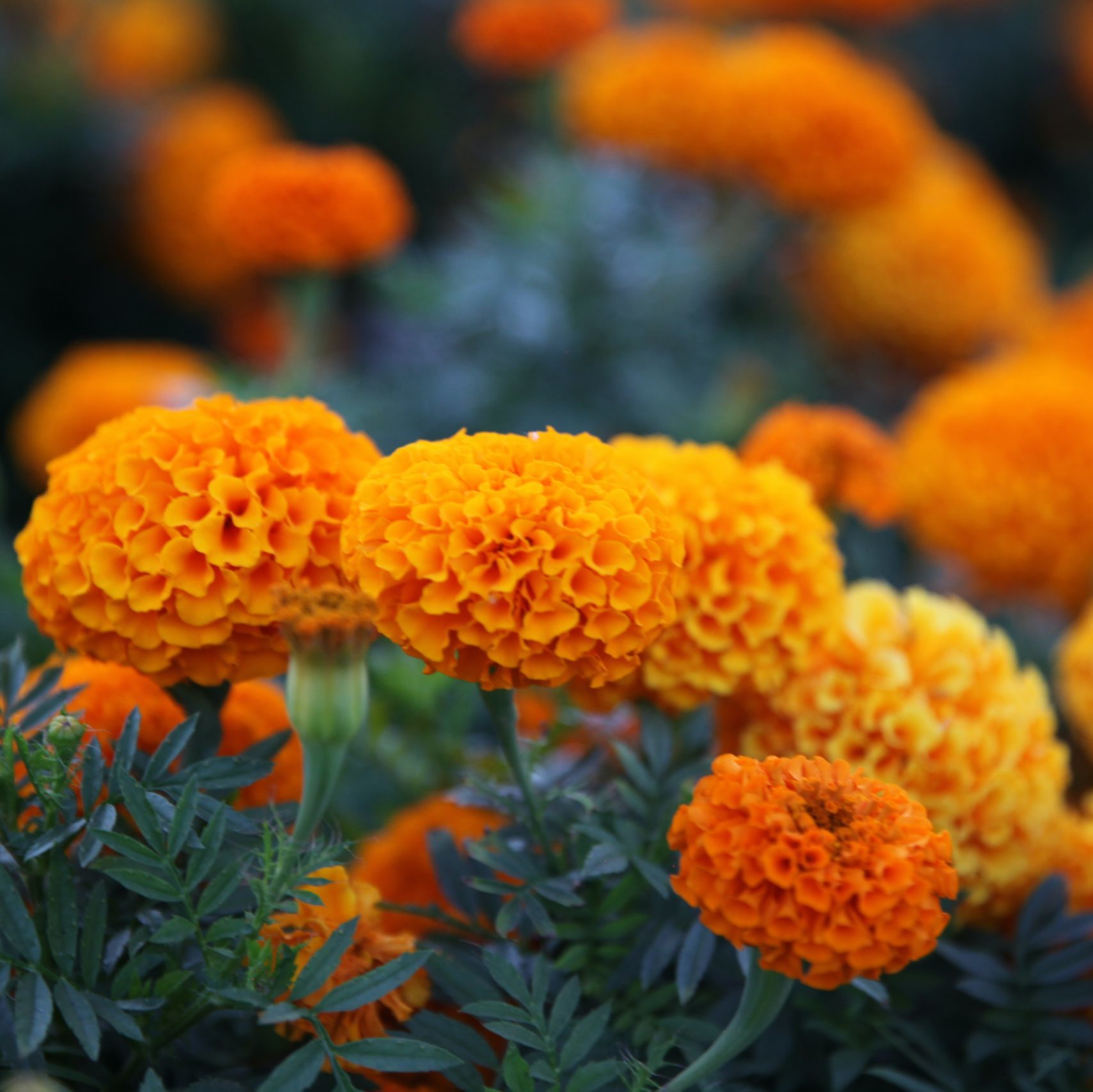 planta marigold africano