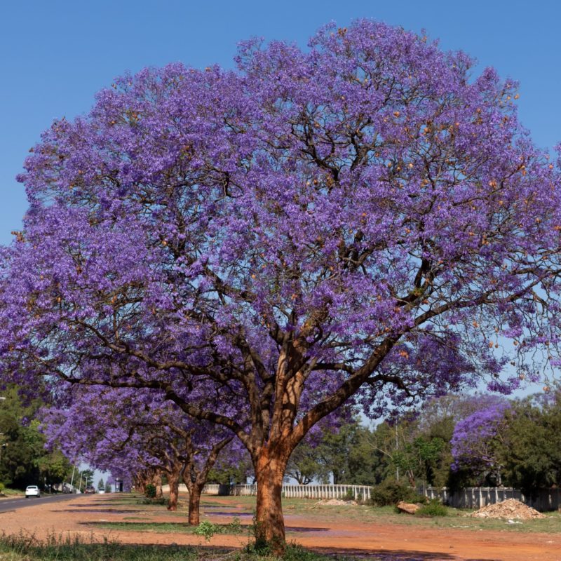 árbol gualanday o jacaranda