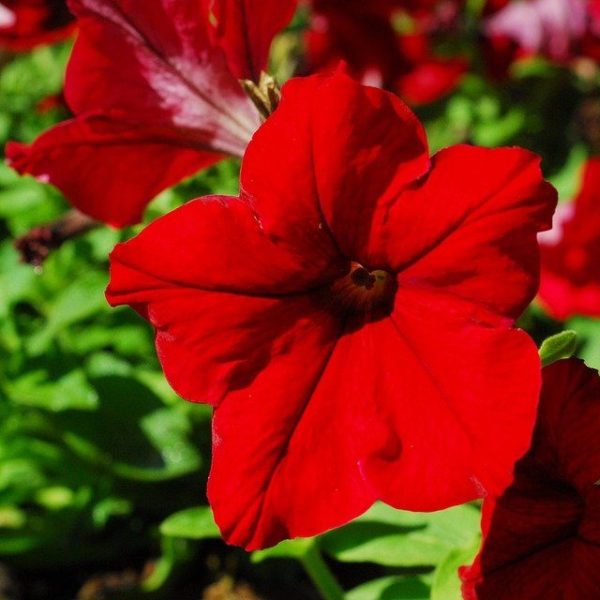 planta petunia roja