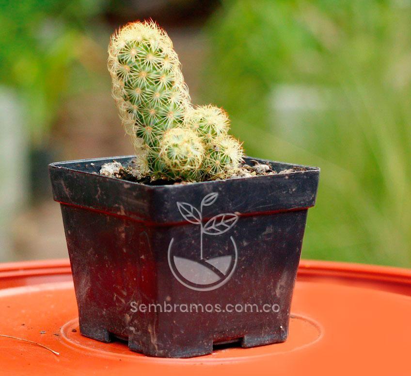 Planta Cactus Aimar | Cacteae