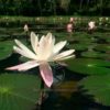 planta-flor-de-loto-o-lirio-de-agua