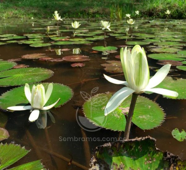 planta-flor-de-loto-o-lirio-de-agua-blanco
