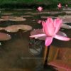 planta-flor-de-loto-o-lirio-de-agua-rosado