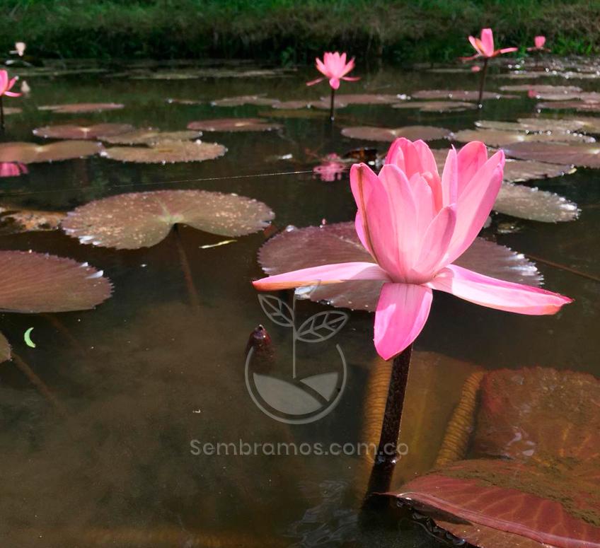 planta-flor-de-loto-o-lirio-de-agua-rosado