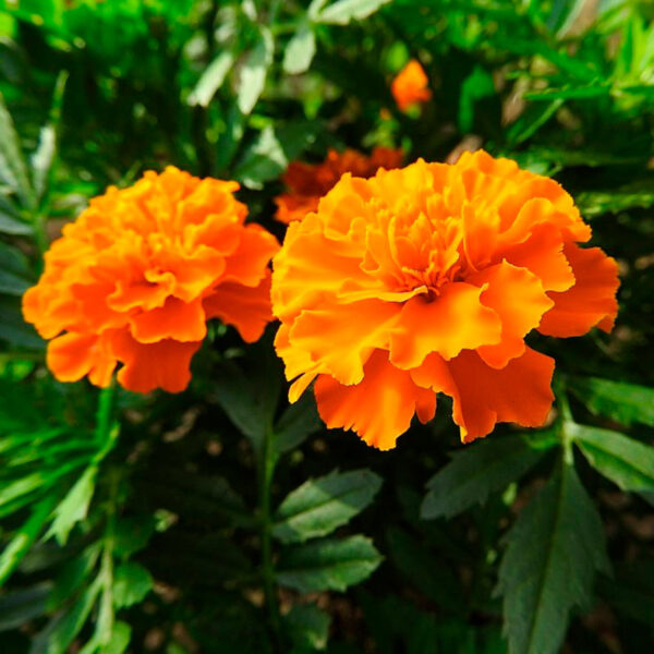 planta-marigold-africano-naranja-tagetes