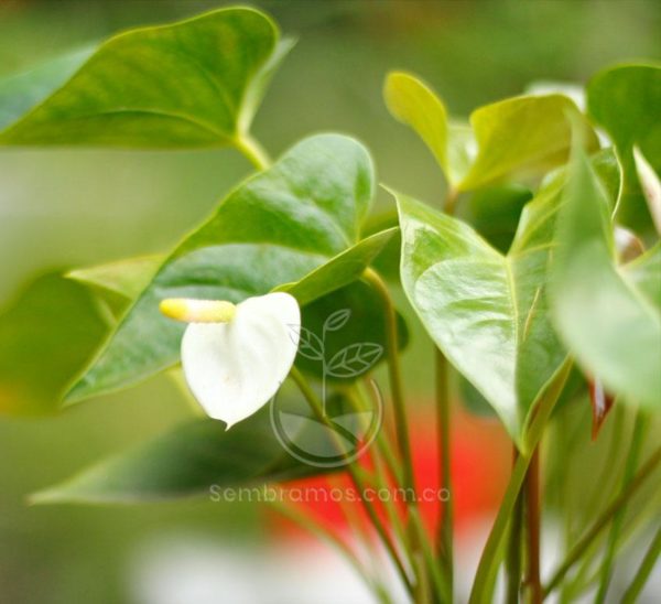 Flor de la Planta Anturio Blanco