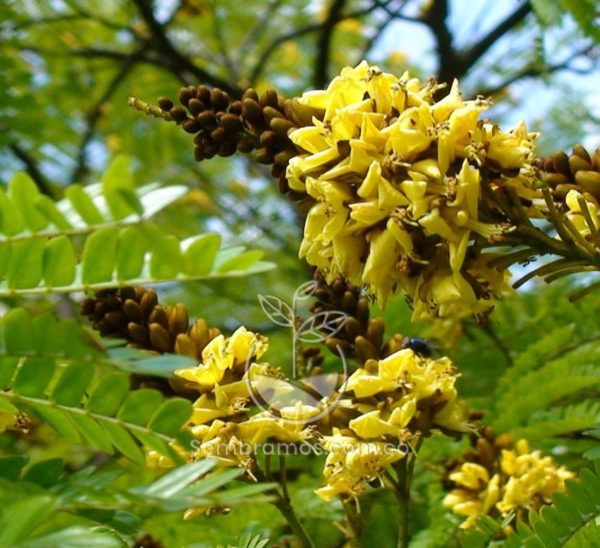 Árbol Acacia Amarilla