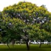 Árbol Acacia Ferrugínea | Peltophorum Pterocarpum
