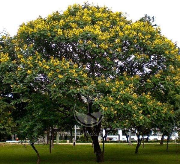 Árbol Acacia Ferrugínea (Peltophorum pterocarpum)