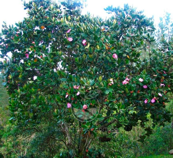 Árbol Amarrabollo Rosado (Meriania nobilis rosado)