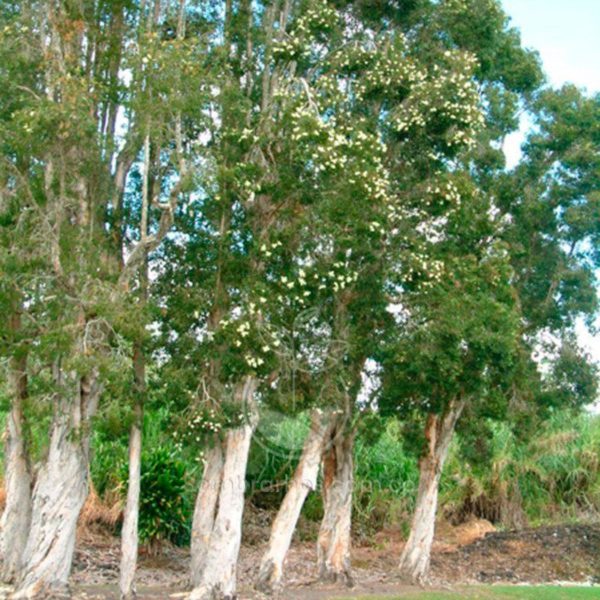 Árbol Calistemo Blanco (Melaleuca quinquenervia)