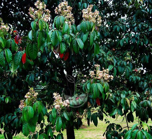 Árbol Cariseco (Billia columbiana)