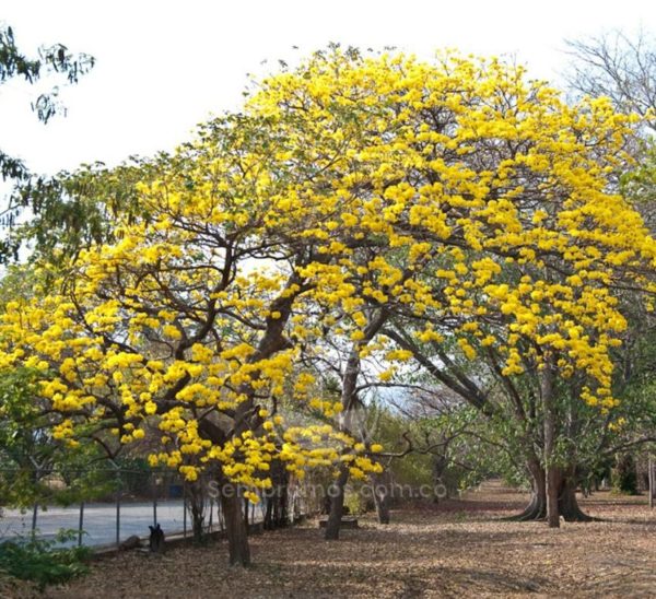 Árbol Guayacán Amarillo | Handroanthus Chrysanthus