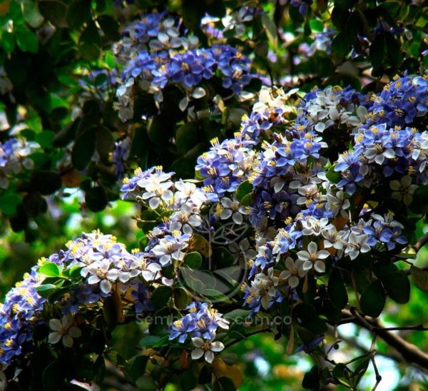 Árbol Guayacán Azul (Guaiacum officinale)