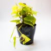 Planta Cordatum Amarillo en Maceta Synue 15 cm Negra