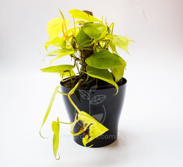 Planta Cordatum Amarillo en Maceta Synue 15 cm Negra