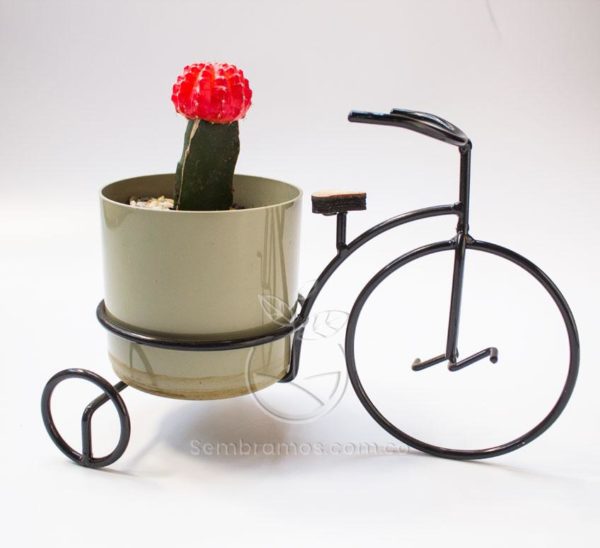 Planta Cactus Bola Roja en Porta Macetas Bicicleta