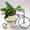 Planta Miami Negro Mini en Porta Macetas Bicicleta