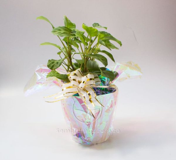 Planta Maranta Leuconeura en Maceta Synue 15 cm Blanca