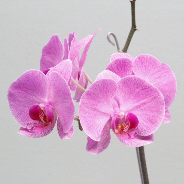 Planta Orquídea Phalaenopsis Dorita