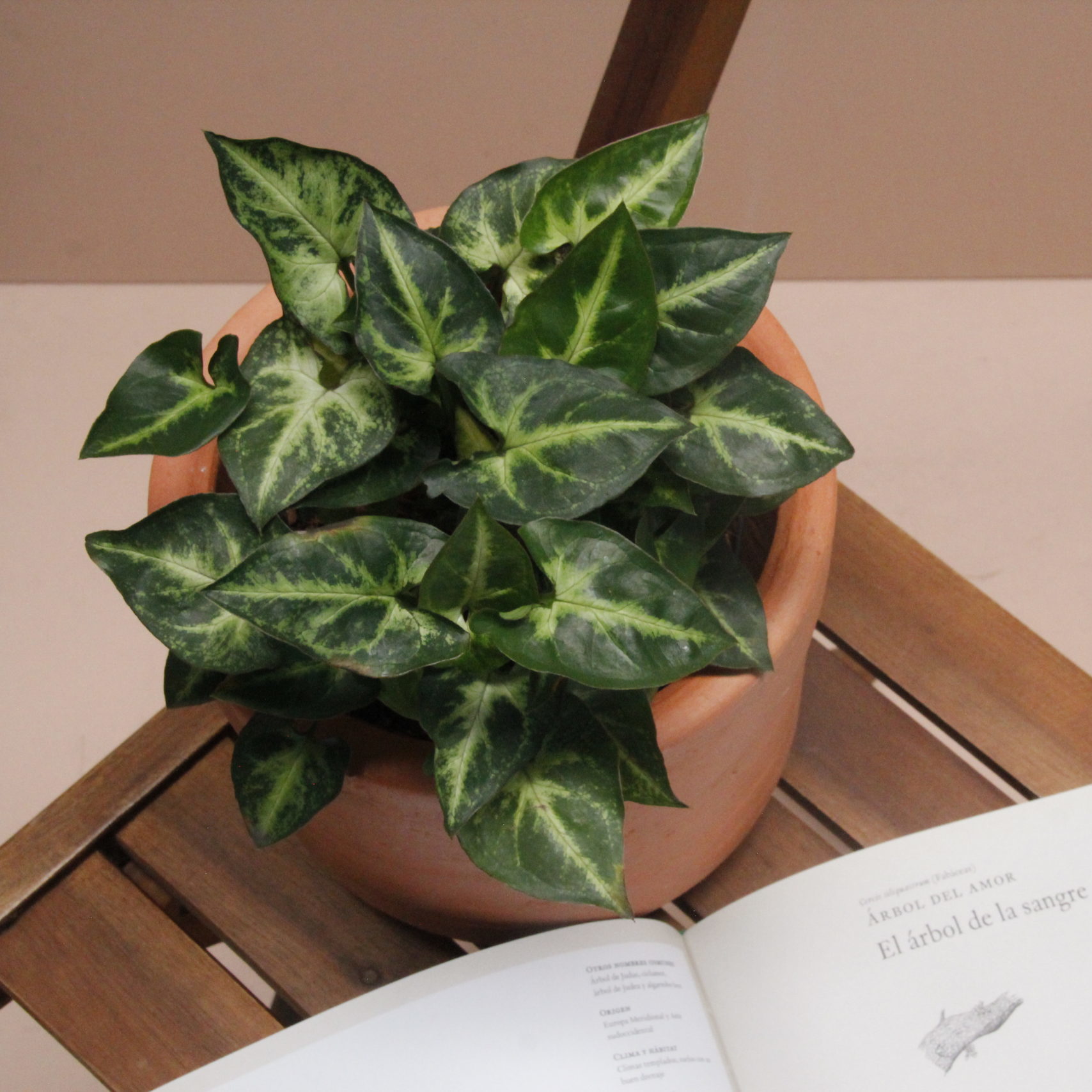 planta syngonium verde