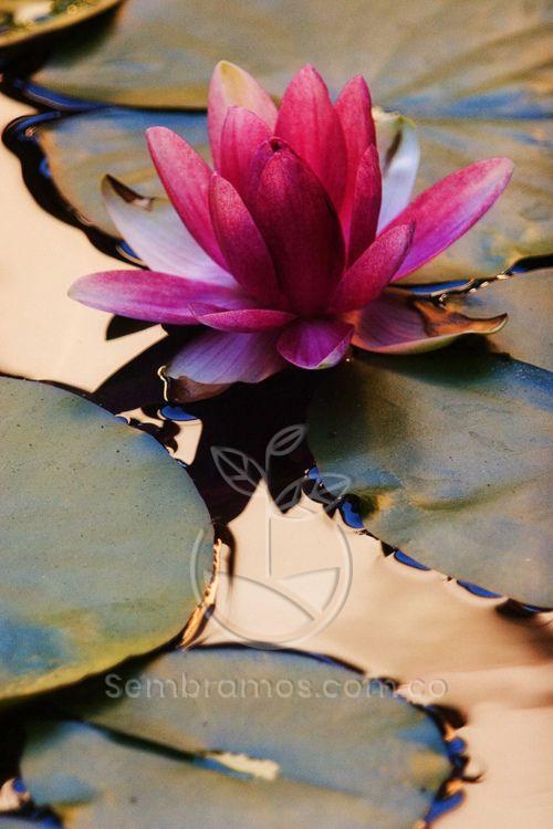 Planta Flor de Loto | Plantas acuáticas