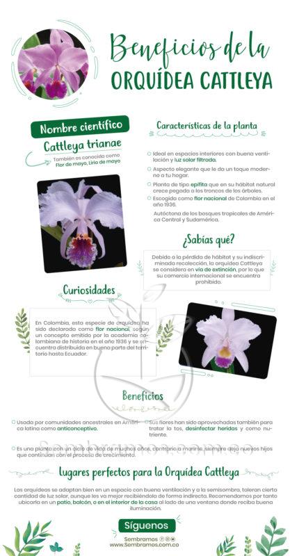 Planta Orquídea Cattleya Morada | Venta de Plantas y Semillas Online