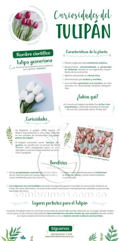Semillas Tulipán Variado | Venta de Plantas y Semillas | Tienda Online