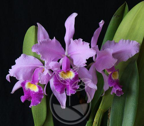 Orquídea Cattleya - Sembramos