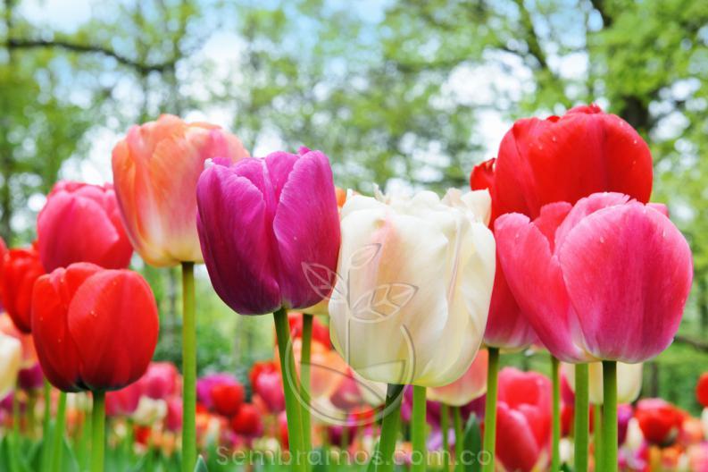 Semillas Tulipanes Variados