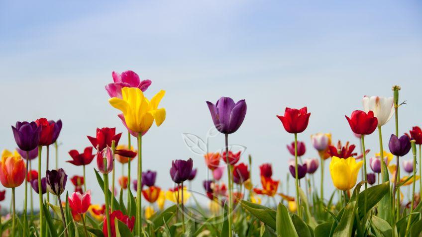tulipanes variados