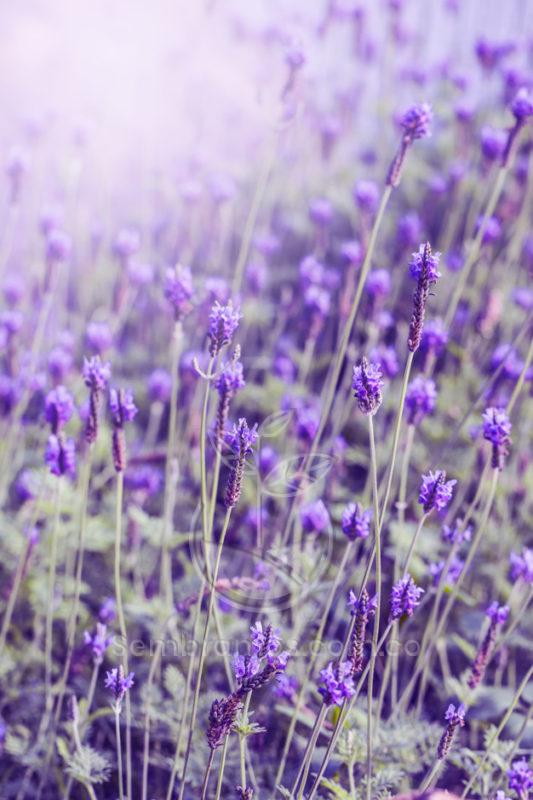 Planta Lavanda en Maceta Bahia Verde limon | Envíos a Todo Colombia