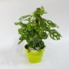 Planta Hoja Rota en Maceta Vértigo 16cm Verde Limón