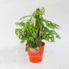 Planta Hoja Rota en Maceta Synue 15cm Naranja