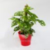 Planta Hoja Rota en Maceta Synue 15cm Roja