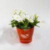 Planta Petunia Blanca en Maceta Synue 15 cm Roja