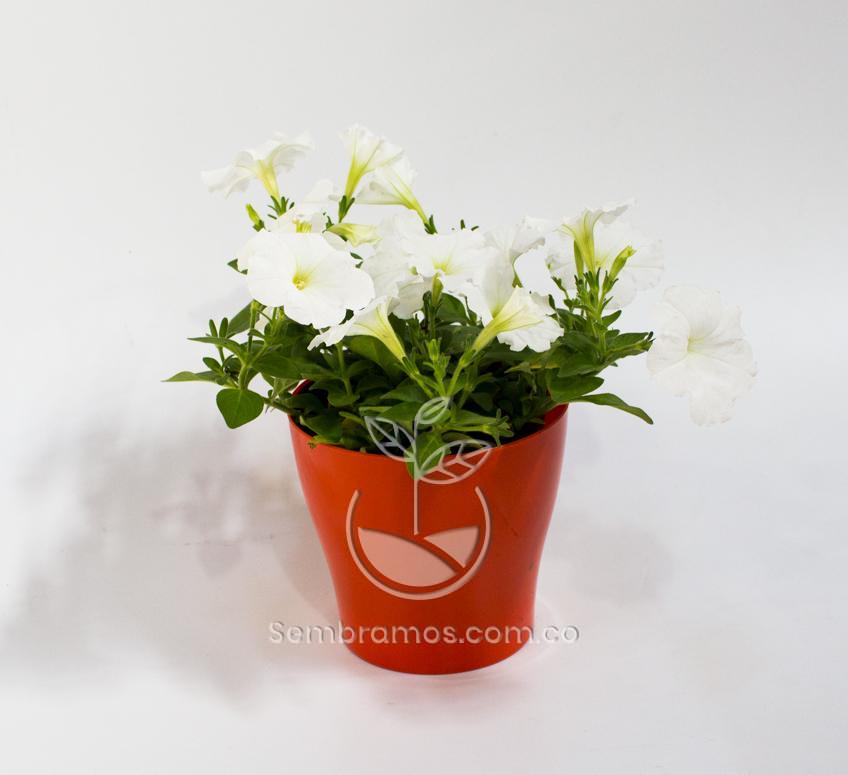 Planta Petunia Blanca en Maceta Synue 15 cm Roja