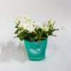 Planta Petunia Blanca en Maceta Synue 15 cm Azul Otálo