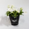 Planta Petunia Blanca en Maceta Synue 15 cm Negra