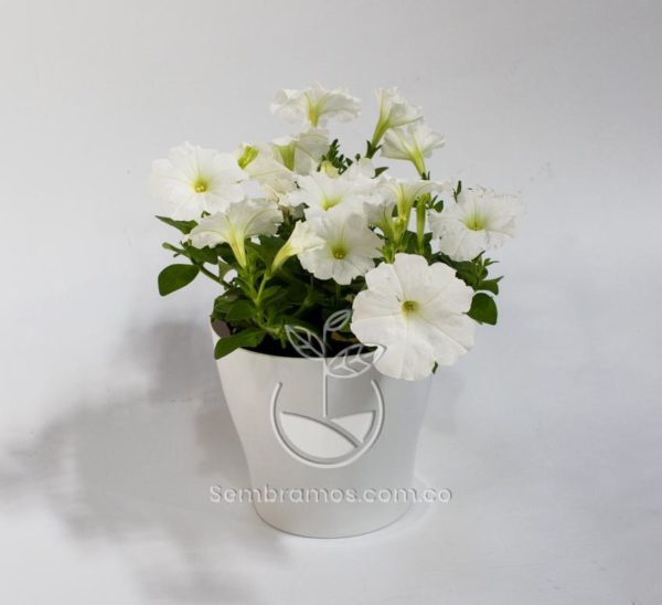Planta Petunia Blanca en Maceta Synue 15 cm Blanca