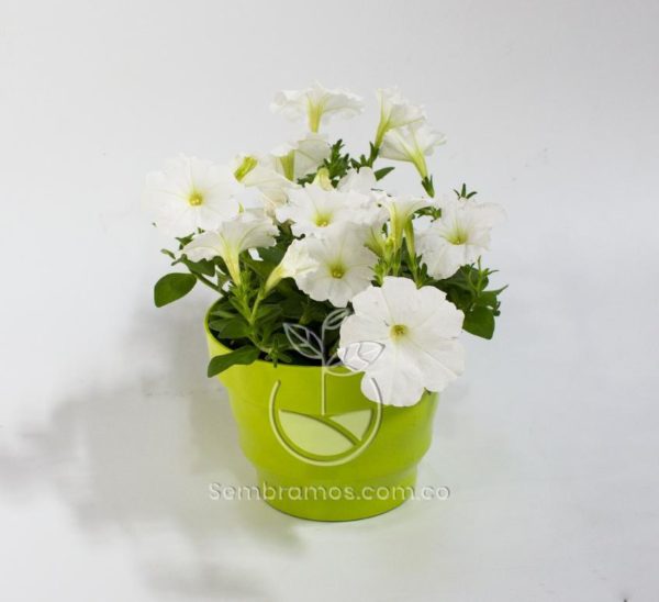 Planta Petunia Blanca en Maceta vértigo 16 cm Verde limón