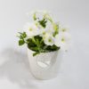Planta Petunia Blanca en Maceta Bahía Blanca