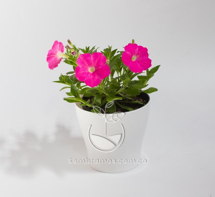 Planta Petunia Rosada en Maceta Synue 15 cm Blanca